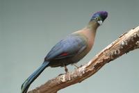 Purple Crested Turaco