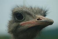 Ostrich