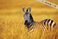 Zebra (Equus burchelli) photo