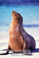 Galapagos sea lion stock photo