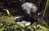A little grebe with a nest full of eggs.
