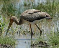 Yellow-billed Stork p.26