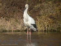 White Stork Ciconia boyciana 황새