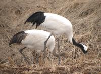 Manchurian Crane Grus japonensis 두루미