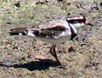 Black-fronted Dotterel