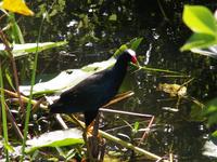 Purple Gallinule