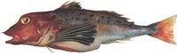 밑성대 Pterygotrigla hemisticta (Temminck et Schlegel)