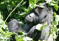 Silverback Bwindi gorilla (headshot)