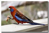 Rosella dropin 7890.jpg