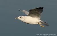 Goéland à bec cerclé ad. (Larus delawarensis)