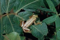 : Afrixalus brachycnemis; Short-legged Spiny Reed Frog