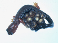 : Bolitoglossa pesrubra