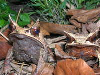 : Megophrys nasuta; Long-nosed Horned Frog