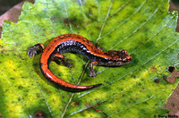 : Plethodon vehiculum; Western Red-backed Salamander