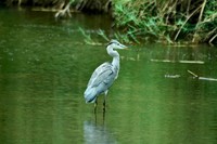 : Ardea cinerea; Grey Heron