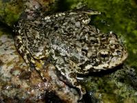 : Rana muscosa; Mountain Yellow-legged Frog