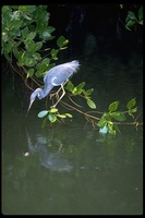 : Egretta tricolor; Tricolored Heron