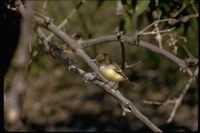 : Myiarchus magnirostris; Galapagos Flycatcher
