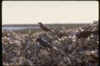 : Quiscalus major; Boat-tailed Grackle