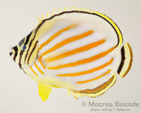 : Chaetodon ornatissimus