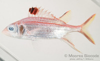 : Neoniphon sammara