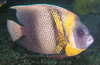 : Pomacanthus zonipectus; Cortez Angelfish