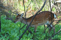 : Cervus nippon; Sika Elk