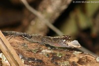 : Anolis lemurinus; Ghost Anole