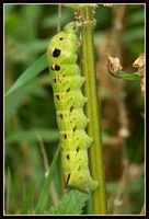 : Deilephila elpenor