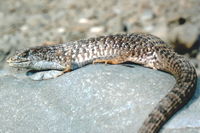 : Elgaria coerulea coerulea; San Francisco Alligator Lizard