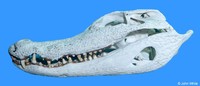: Melanosuchus niger; Black Caiman (skull)