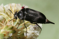 : Mordella sp.; Tumbling Flower Beetle