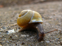 : Cepaea hortensis