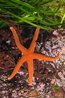 : Henricia leviuscula; Blood Star