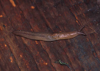 : Lehmannia valentiana; Threeband Gardenslug