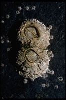 : Semibalanus cariosus; Barnacle