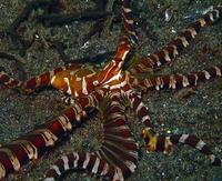 : Wunderpus photogenicus; Wunderpus