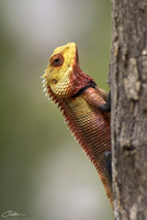 Calotes versicolor  photo