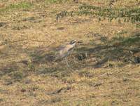 Great Thick-knee (Esacus recurvirostris) 2005. január 4. Lake Suriwal, Ranthambhore