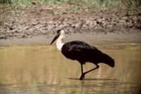 Woolly-necked stork