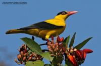 Black-naped Oriole Scientific name - Oriolus chinensis