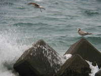 Larus canus Common Gull カモメ