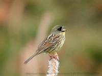 アオジ 800*600 21K Black-faced Bunting Emberiza spodocephala