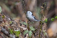 흰머리오목눈이 학명: Aegithalos caudatus / 영명: Long-tailed Tit