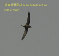 바늘꼬리칼새 White-throated Needle-tailed...