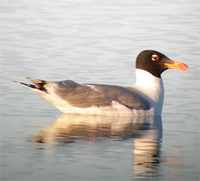 Great Black-headed Gull