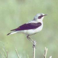 Northern Wheatear