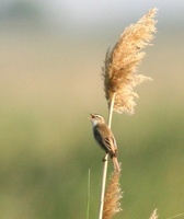 マヒジロヨシキリ Moustached Warbler Acrocephalus melanopogon