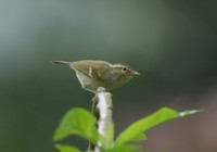 オジロムシクイ White-tailed Leaf-Warbler Phylloscopus davisoni