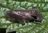 Ledra aurita